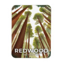 Search for redwood national park magnets Forest