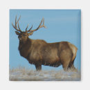 Search for elk magnets Hunting