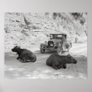 Search for vintage cow posters Country