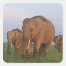Search for indian elephant stickers Ie