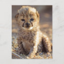 Search for acinonyx jubatus postcards Baby