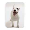 Search for mammals magnets Dog