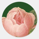Search for cabbage stickers Rose