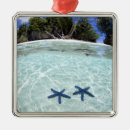Search for remote christmas tree decorations Sea