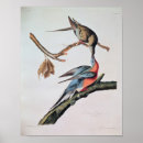 Search for passenger posters Birds