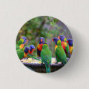 Search for parrot bird badges Parrots