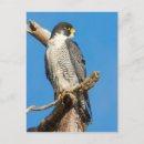 Search for talons postcards Raptor