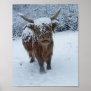 Search for highland cow posters Farm animal