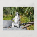 Search for black monkey postcards Wildlife