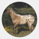 Search for appaloosa horse stickers Standing