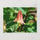 Search for columbine flowers postcards Floral