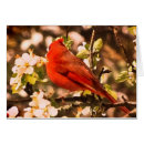 Search for apple blossoms postcards Apples