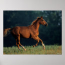 Search for warmblood posters Bob langrish