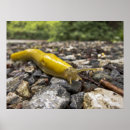 Search for slug posters Photography