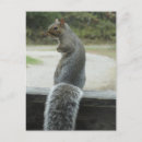 Search for squirrel photo postcards Nature