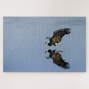 Search for flying eagle Blue