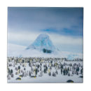 Search for penguin tiles Antarctica