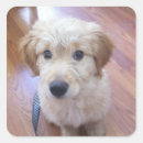Search for goldendoodle puppy stickers Cute