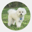 Search for maltipoo stickers Maltese