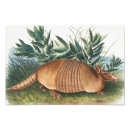 Search for armadillo art Mammal
