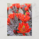 Search for desert flowers postcards Red