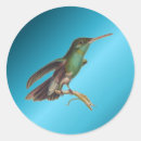 Search for wild birds stickers Hummingbirds