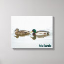 Search for waterfowl canvas prints Duck
