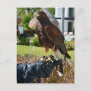 Search for hawking postcards Harris hawk