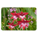 Search for white lily flower rectangular magnets Floral