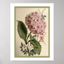 Search for hydrangea photo posters Botanical