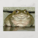 Search for bufo Toad