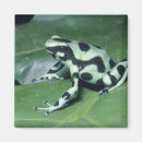Search for dendrobates Colourful