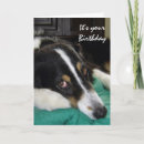 Search for border collie birthday cards Cute