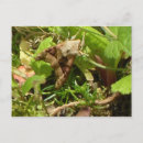Search for butterfly garden postcards Leaves