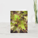 Search for coleus postcards Plants