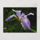 Search for purple iris postcards Nature