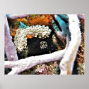 Search for boxfish Reef