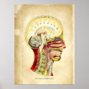 Search for head anatomy posters Anatomical