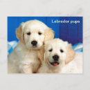 Search for dog christmas postcards Xmas