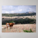 Search for longhorns posters Wildlife