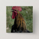 Search for barnyard badges chicken
