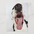 Search for tongue postcards Domestic animals