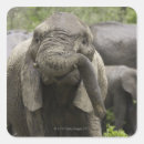 Search for african elephant stickers Nature