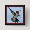 Search for ruby throated badges Nature