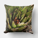 Search for succulent cushions Aloe
