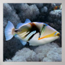 Search for coral reef posters Hawaii