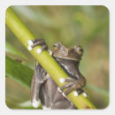 Search for small tree frog stickers Nature