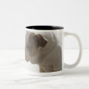 Search for dog toys mugs Indoors