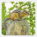 Search for fuzzy animal stickers Cute