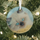 Search for baby seal christmas tree decorations Young animal
